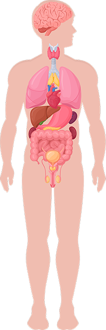 Human Body